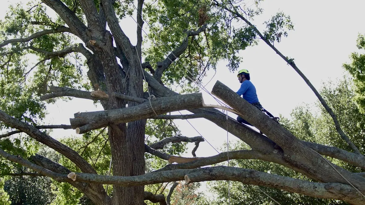 Professional Crown Thinning performed by certified arborists in North Powder